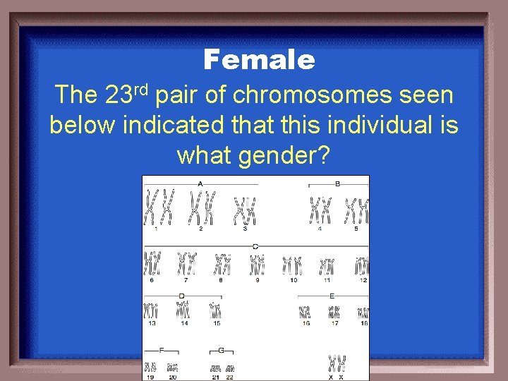 Female The 23 rd pair of chromosomes seen below indicated that this individual is