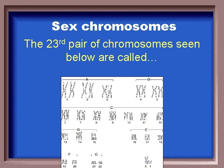 Sex chromosomes The 23 rd pair of chromosomes seen below are called… 