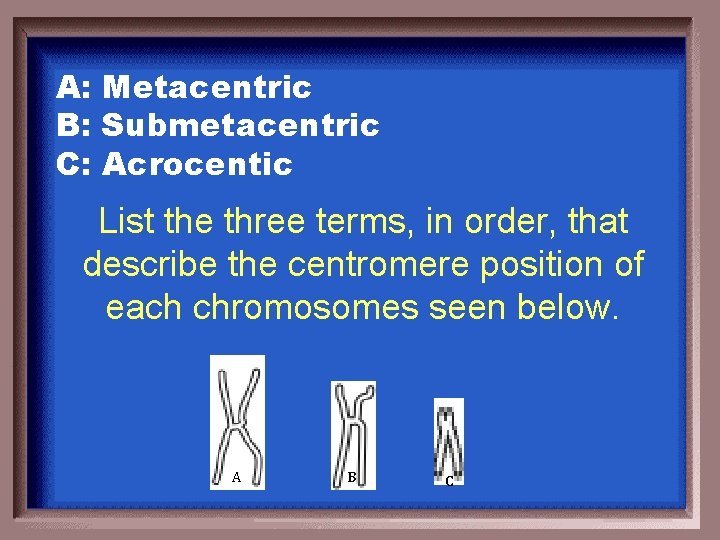 A: Metacentric B: Submetacentric C: Acrocentic List the three terms, in order, that describe