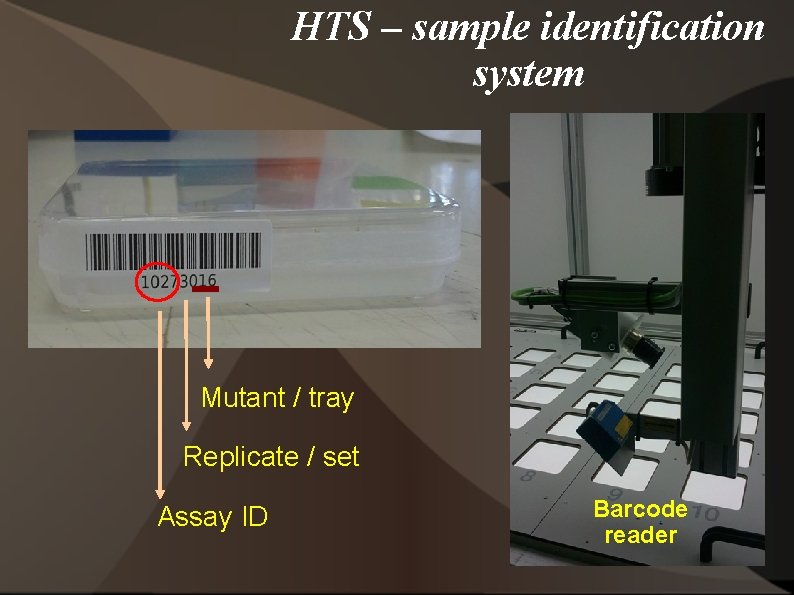 HTS – sample identification system Mutant / tray Replicate / set Assay ID Barcode