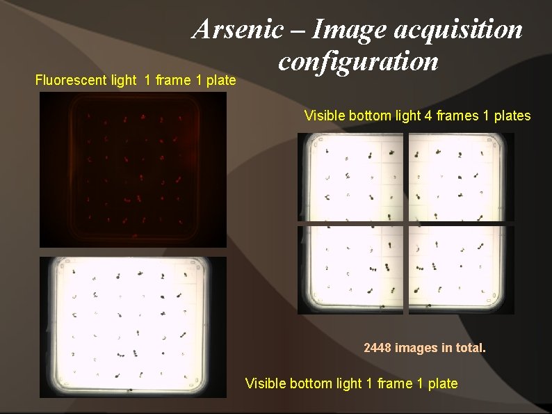Arsenic – Image acquisition configuration Fluorescent light 1 frame 1 plate Visible bottom light