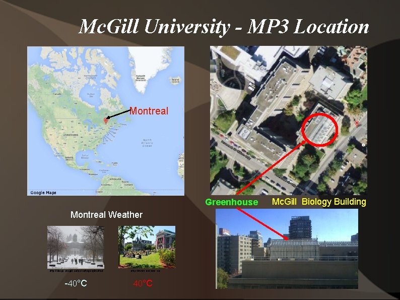 Mc. Gill University - MP 3 Location Montreal Greenhouse Montreal Weather http: //blogs. mcgill.