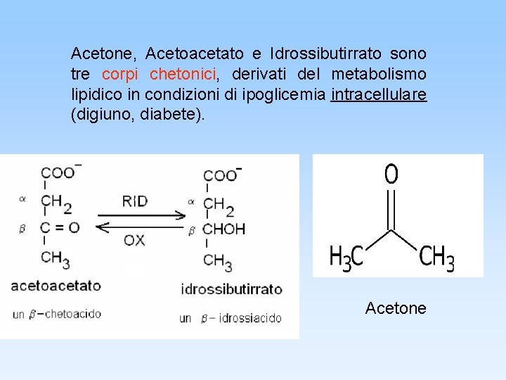 Acetone, Acetoacetato e Idrossibutirrato sono tre corpi chetonici, derivati del metabolismo lipidico in condizioni