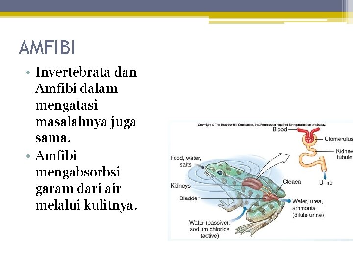 AMFIBI • Invertebrata dan Amfibi dalam mengatasi masalahnya juga sama. • Amfibi mengabsorbsi garam