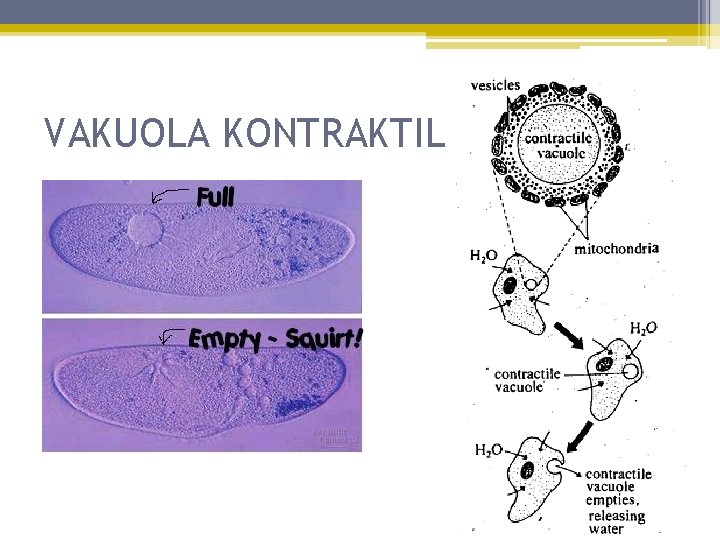 VAKUOLA KONTRAKTIL 