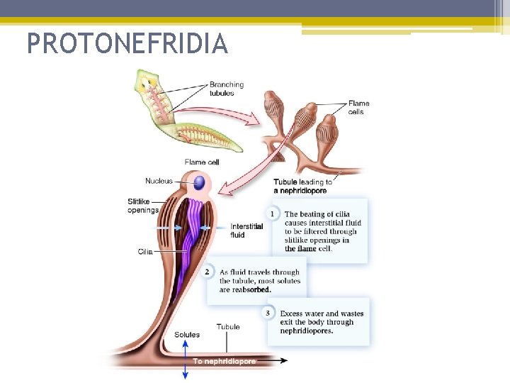 PROTONEFRIDIA 