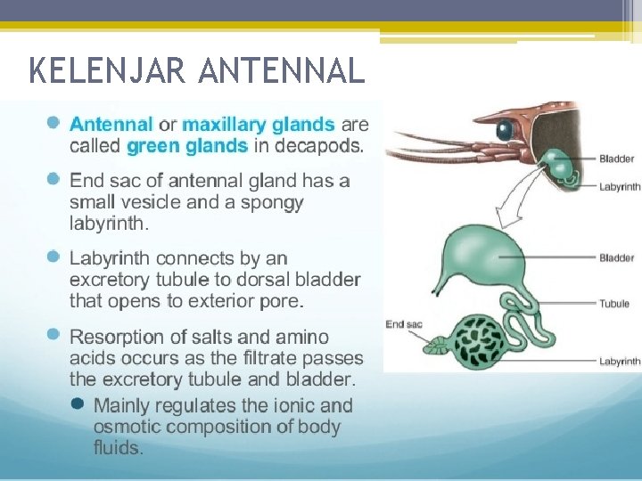 KELENJAR ANTENNAL 