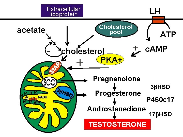 Extracellular lipoprotein acetate LH Cholesterol pool cholesterol PKA+ ATP c. AMP Pregnenolone Progesterone 3