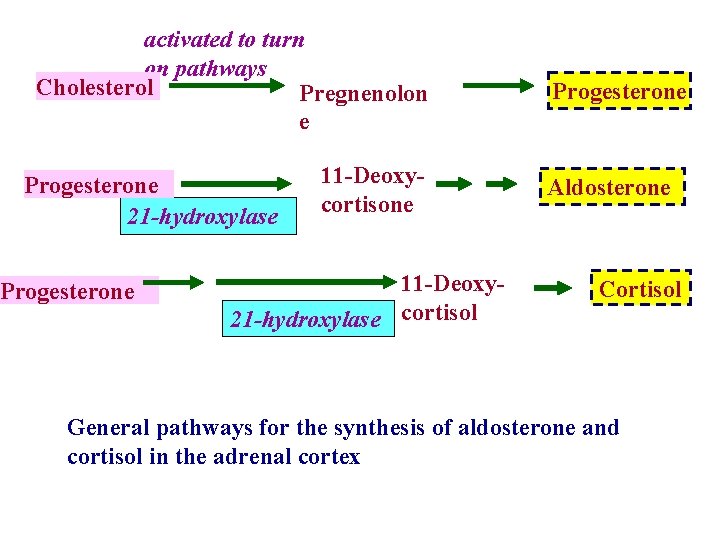 activated to turn on pathways Cholesterol Pregnenolon e Progesterone 21 -hydroxylase Progesterone 11 -Deoxycortisone