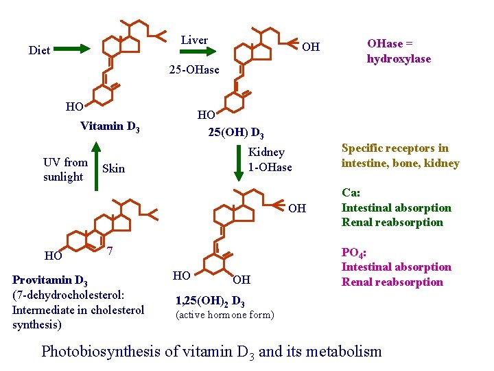 Liver Diet OH 25 -OHase HO HO 25(OH) D 3 Vitamin D 3 UV