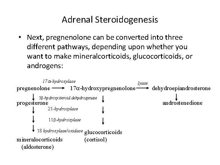 Adrenal Steroidogenesis • Next, pregnenolone can be converted into three different pathways, depending upon