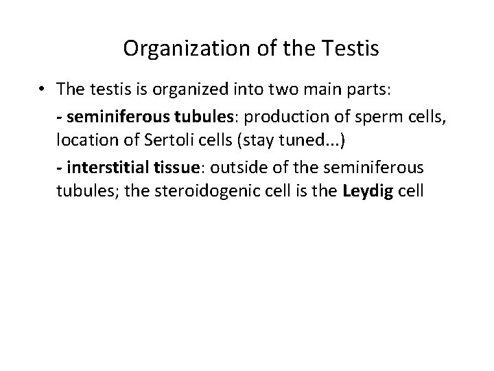 Organization of the Testis • The testis is organized into two main parts: -