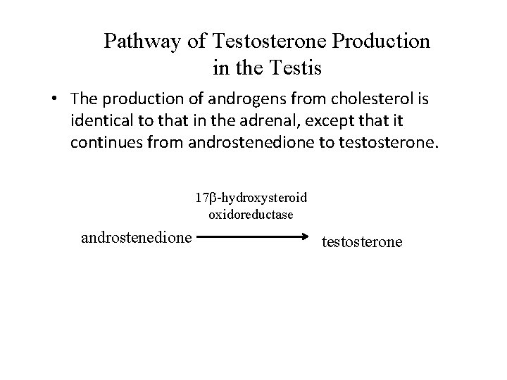 Pathway of Testosterone Production in the Testis • The production of androgens from cholesterol