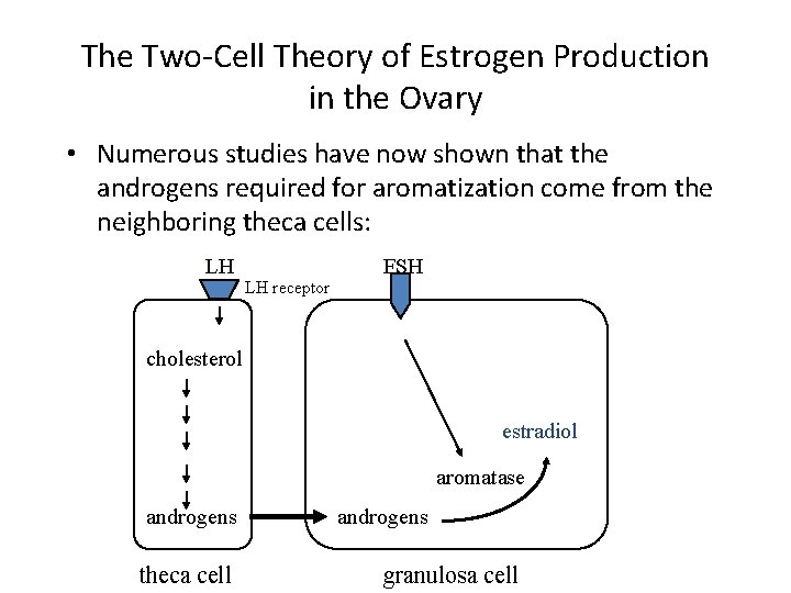 The Two-Cell Theory of Estrogen Production in the Ovary • Numerous studies have now