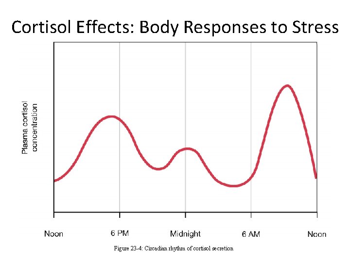 Cortisol Effects: Body Responses to Stress Figure 23 -4: Circadian rhythm of cortisol secretion