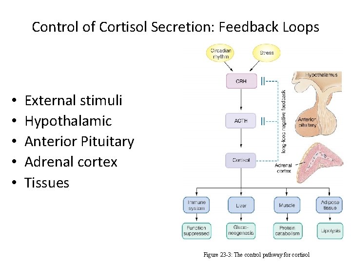Control of Cortisol Secretion: Feedback Loops • • • External stimuli Hypothalamic Anterior Pituitary
