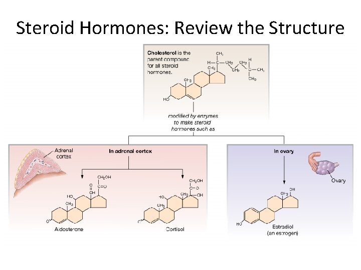 Steroid Hormones: Review the Structure 