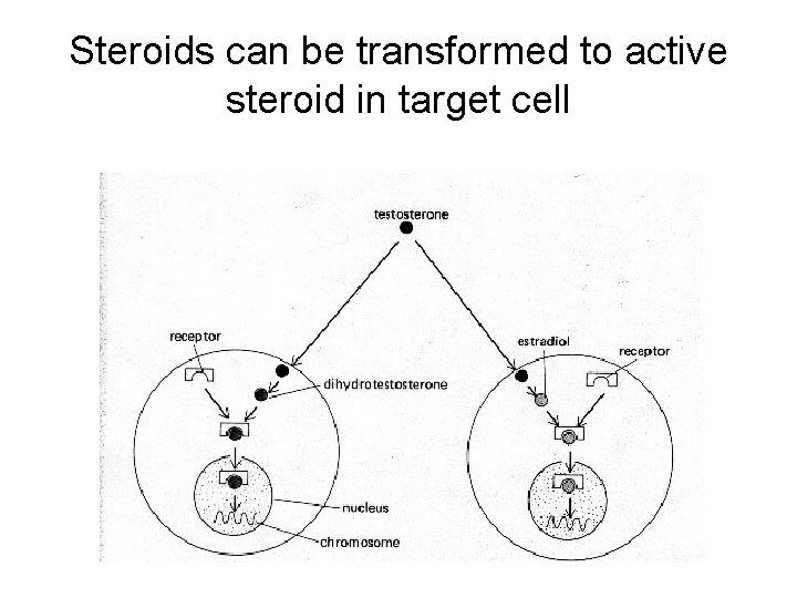 Steroids can be transformed to active steroid in target cell 