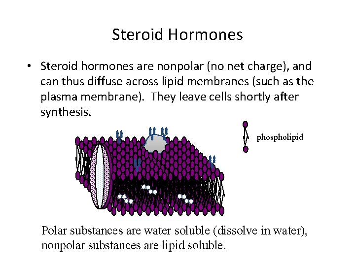 Steroid Hormones • Steroid hormones are nonpolar (no net charge), and can thus diffuse