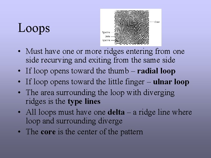 Loops • Must have one or more ridges entering from one side recurving and