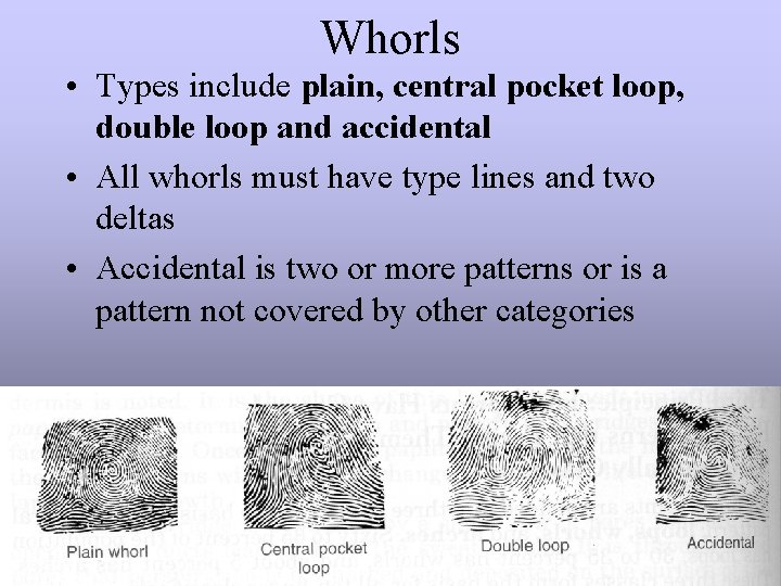 Whorls • Types include plain, central pocket loop, double loop and accidental • All