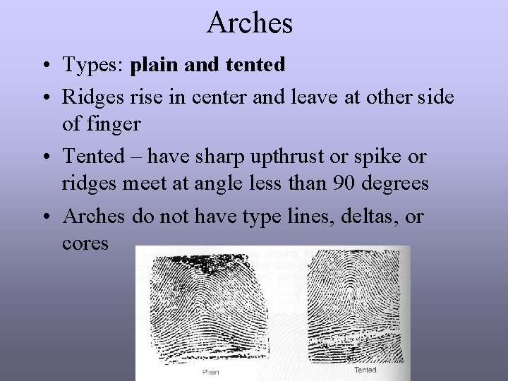 Arches • Types: plain and tented • Ridges rise in center and leave at