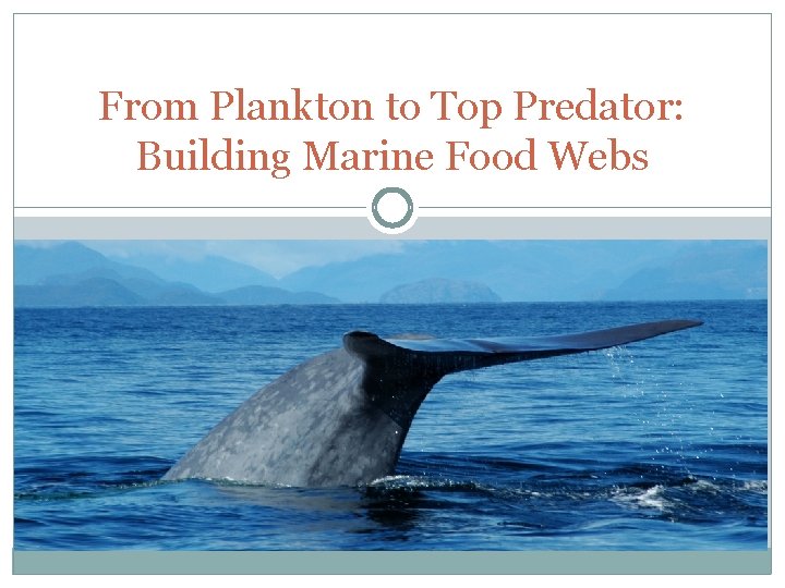 From Plankton to Top Predator: Building Marine Food Webs 