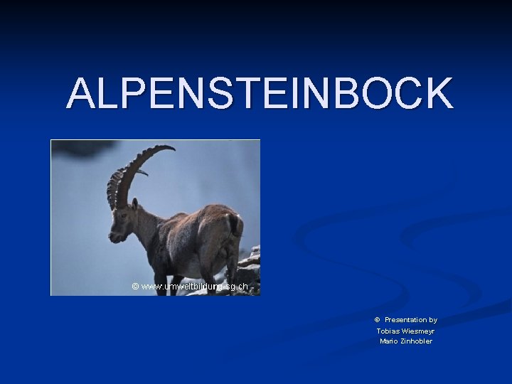 ALPENSTEINBOCK © Presentation by Tobias Wiesmeyr Mario Zinhobler 