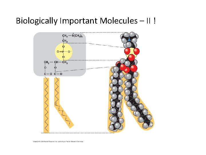 Biologically Important Molecules – II ! 