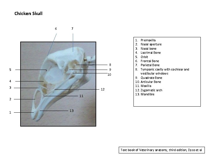 Chicken Skull 6 7 8 9 10 5 4 3 12 11 2 1