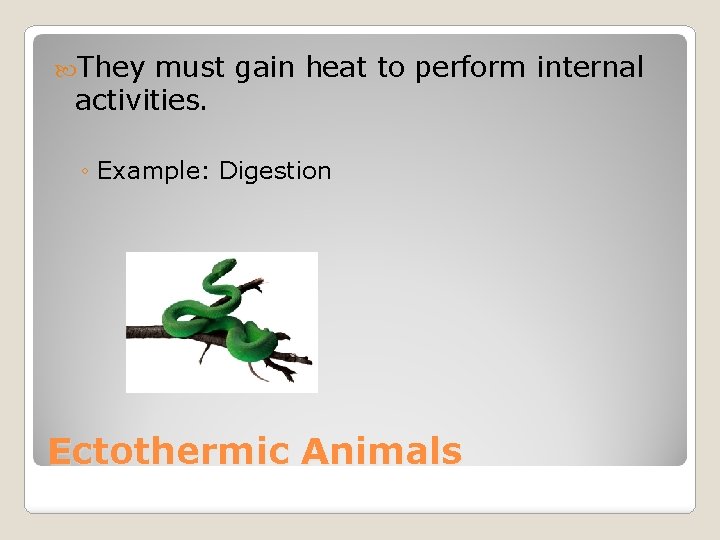  They must gain heat to perform internal activities. ◦ Example: Digestion Ectothermic Animals