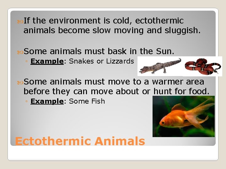 If the environment is cold, ectothermic animals become slow moving and sluggish. Some
