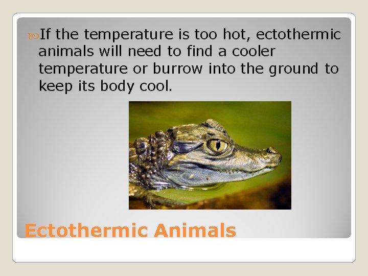  If the temperature is too hot, ectothermic animals will need to find a