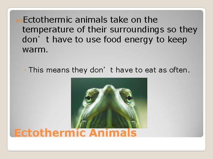  Ectothermic animals take on the temperature of their surroundings so they don’t have