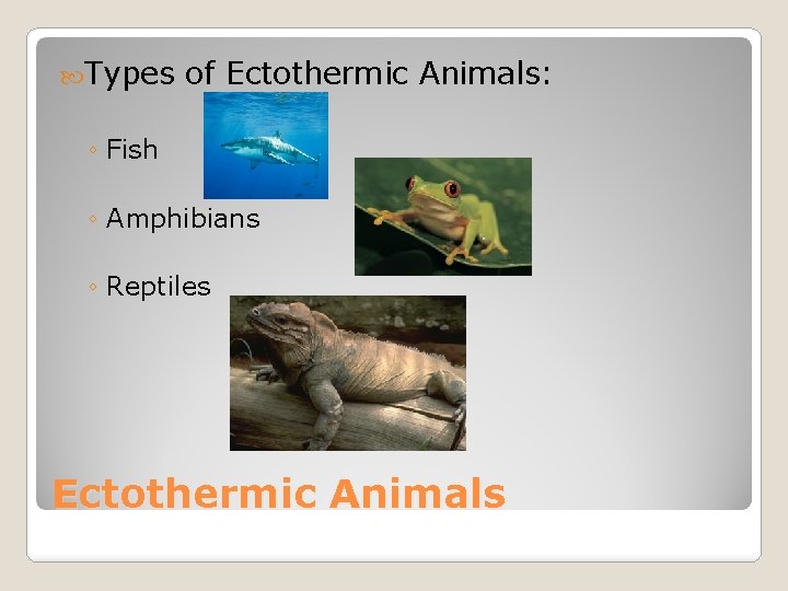  Types of Ectothermic Animals: ◦ Fish ◦ Amphibians ◦ Reptiles Ectothermic Animals 