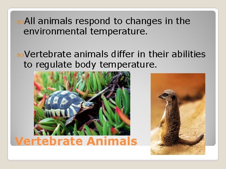  All animals respond to changes in the environmental temperature. Vertebrate animals differ in