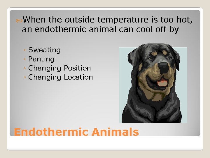  When the outside temperature is too hot, an endothermic animal can cool off