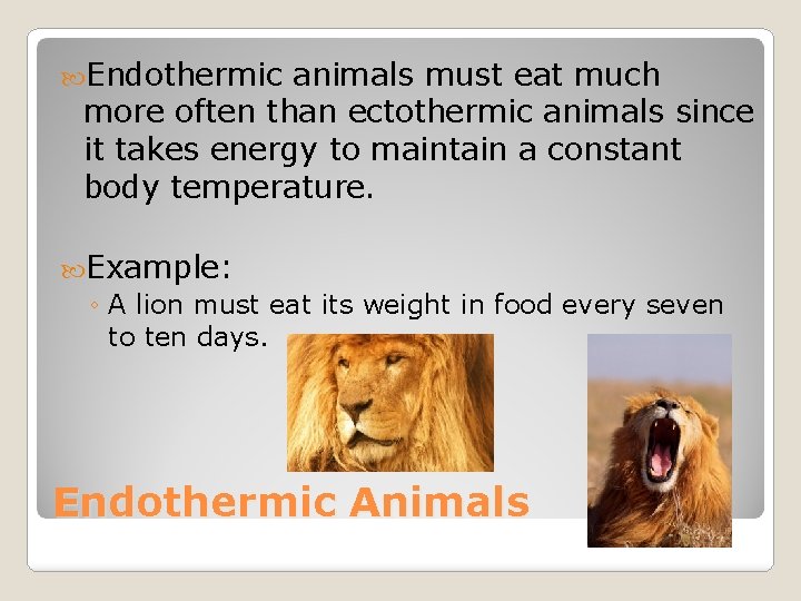  Endothermic animals must eat much more often than ectothermic animals since it takes