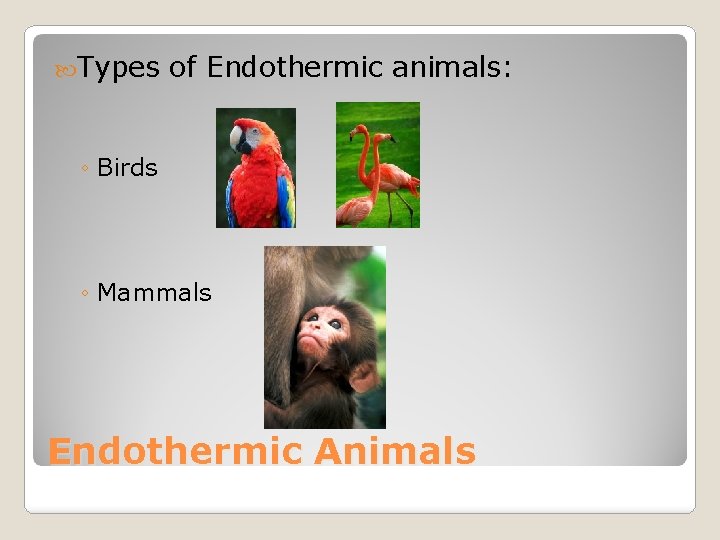  Types of Endothermic animals: ◦ Birds ◦ Mammals Endothermic Animals 