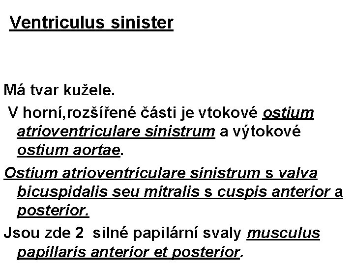 Ventriculus sinister Má tvar kužele. V horní, rozšířené části je vtokové ostium atrioventriculare sinistrum