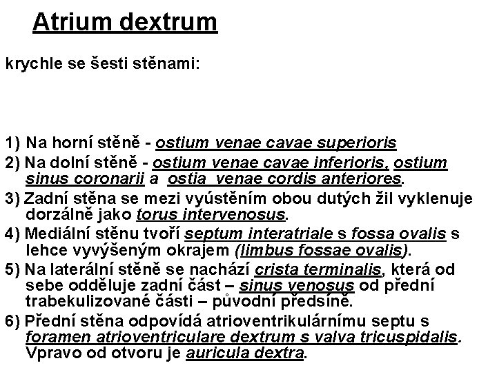 Atrium dextrum krychle se šesti stěnami: 1) Na horní stěně - ostium venae cavae