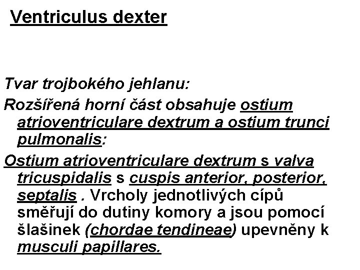 Ventriculus dexter Tvar trojbokého jehlanu: Rozšířená horní část obsahuje ostium atrioventriculare dextrum a ostium