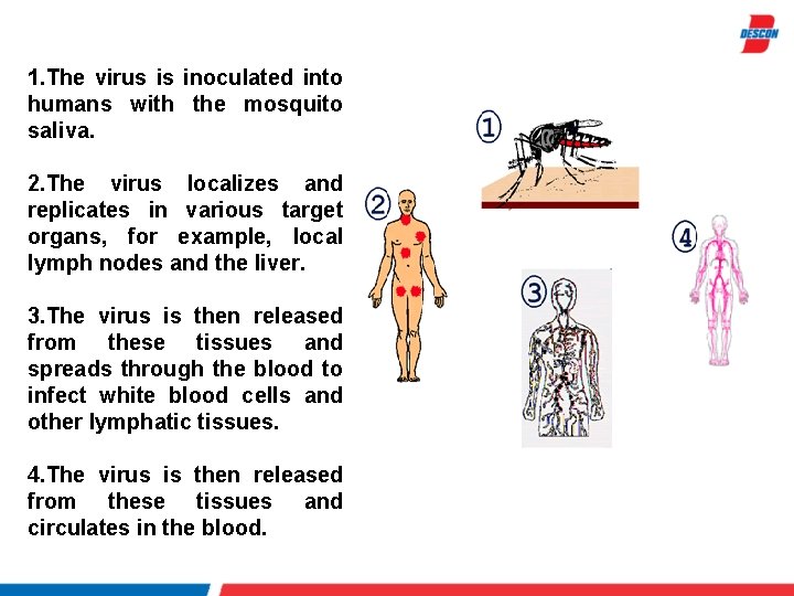 1. The virus is inoculated into humans with the mosquito saliva. 2. The virus