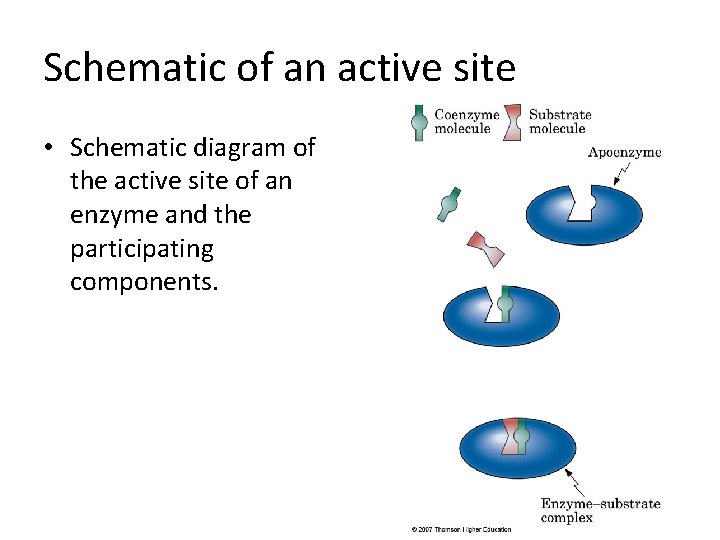 Schematic of an active site • Schematic diagram of the active site of an