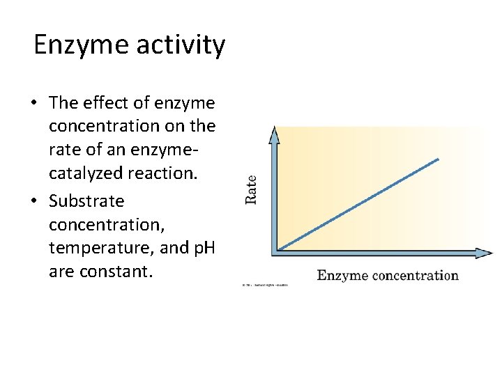 Enzyme activity • The effect of enzyme concentration on the rate of an enzymecatalyzed