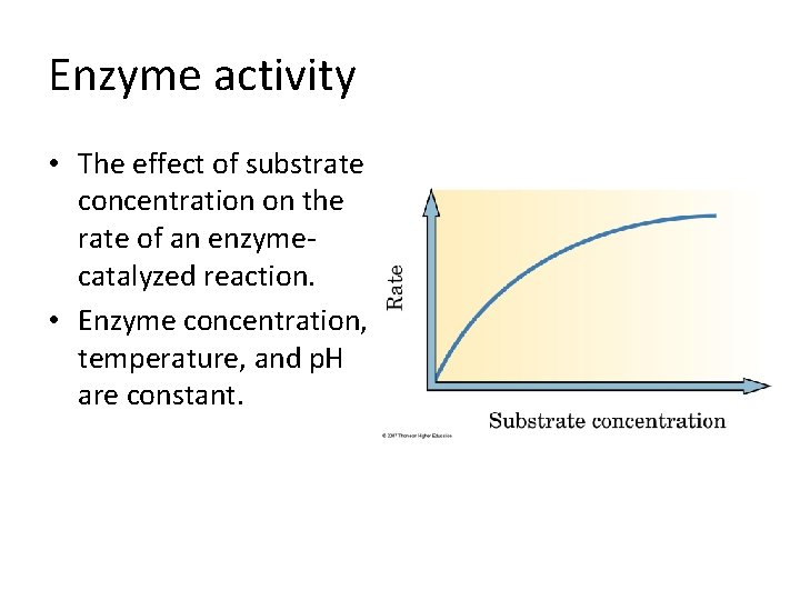Enzyme activity • The effect of substrate concentration on the rate of an enzymecatalyzed