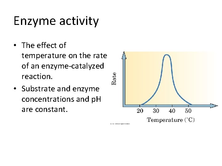 Enzyme activity • The effect of temperature on the rate of an enzyme-catalyzed reaction.