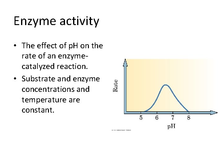 Enzyme activity • The effect of p. H on the rate of an enzymecatalyzed