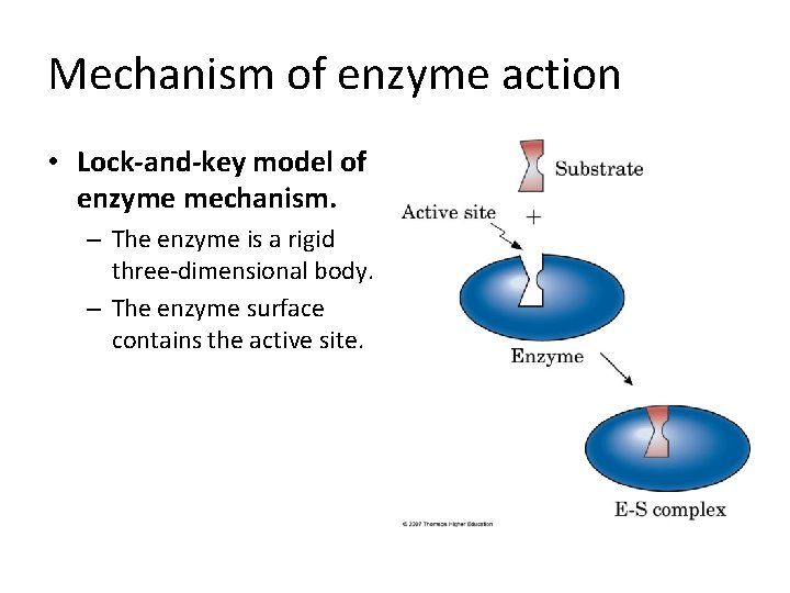 Mechanism of enzyme action • Lock-and-key model of enzyme mechanism. – The enzyme is