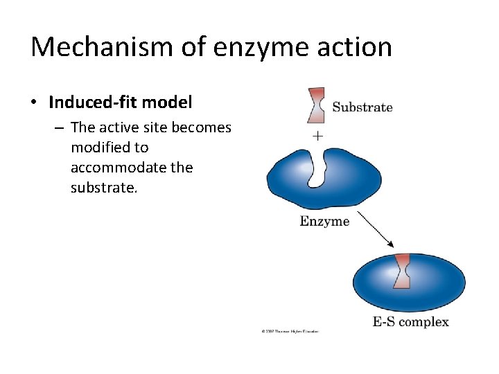 Mechanism of enzyme action • Induced-fit model – The active site becomes modified to